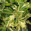 Olearia traversii 'Variegata'